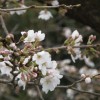 sakura4