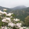 hana12