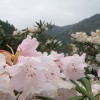 hana8