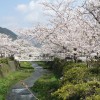 sakuraC 001