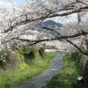 sakuraC 002