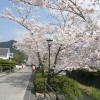 sakuraC 003