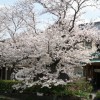 sakuraC 004