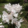 sidare 031