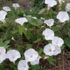 hirugao 001