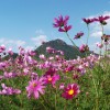 cosmos 015