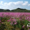cosmos 016