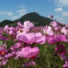 cosmos 017