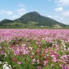 cosmos 018