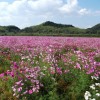 cosmos 019