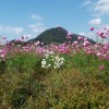 cosmos 021