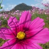 cosmos 025