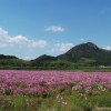 cosmos 027