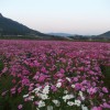cosmos 034