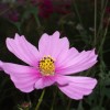 cosmos 040