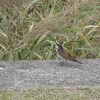 11gatu004 022