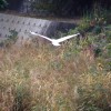 11gatu012 014