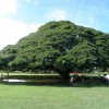 hayai 002