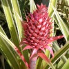 hayai 049