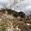 ume 001