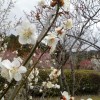ume 002