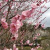 ume 003