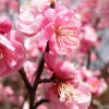 ume 004