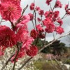 ume 005