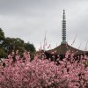 ume 006