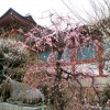 ume 007