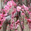 ume 008