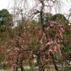 ume 009