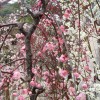 ume 010