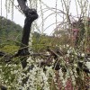ume 011