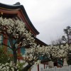 ume 012