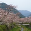 sakura 001