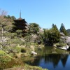 sakura 001