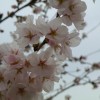 sakura 002