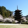 sakura 002