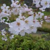 sakura 003