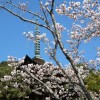 sakura 003