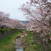 sakura 004