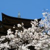 sakura 004