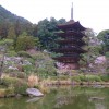 sakura 005