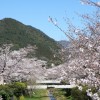 sakura 005