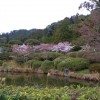 sakura 006