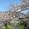 sakura 006
