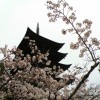 sakura 007
