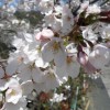sakura 007