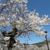 sakura 008